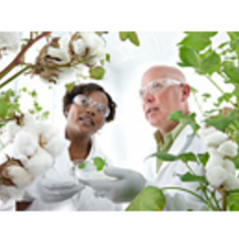 Bayer2